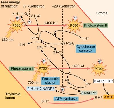A diagram shows the light reactions of photosynthesis. The first reaction takes place in photosystem 2, which contains the P 680 reaction center. When light with a wavelength of 680 nanometers strikes the P680 reaction center, 2 water molecules are split to form 1 oxygen molecule, 4 hydrogen ions, and 2 electrons. The 2 electrons, which initially each possess 77 kilojoules of energy, are excited by the light and gain energy. The excited electrons slowly lose energy as they are shuttled to the cytochrome c