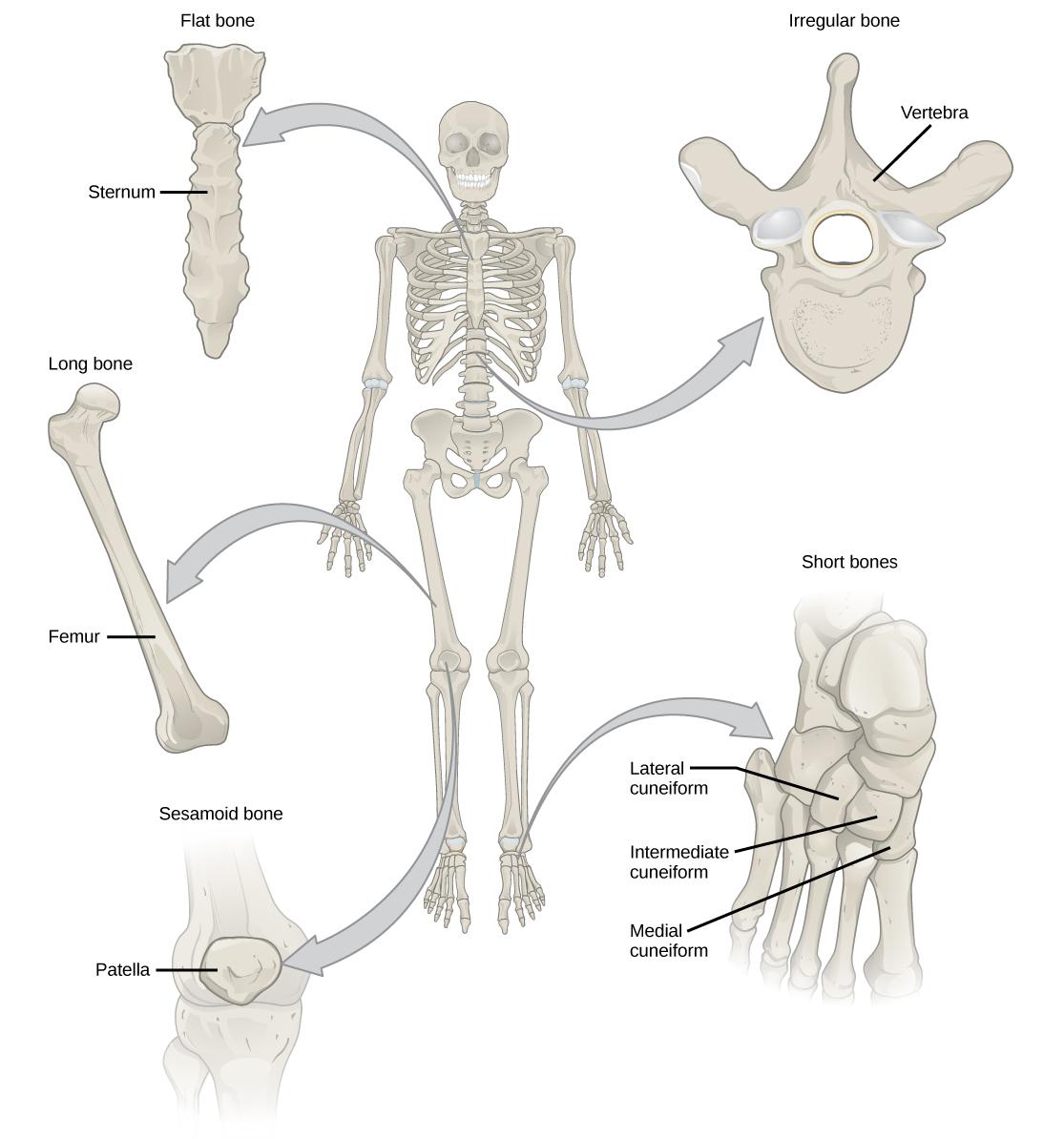 Illustration shows classification of different bone types. The sternum at the front, middle of the rib cage is a flat bone. The femur is a long bone. The patella is a sesamoid bone. The vertebrae are irregular bones, and the bones of the foot are short bones.