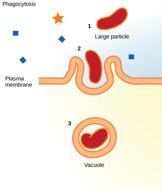 This illustration shows a plasma membrane forming a pocket around a particle in the extracellular fluid. The membrane subsequently engulfs the particle, which becomes trapped in a vacuole.