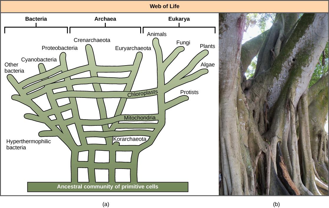 Illustration (a) shows the web of life. The base of this web is an ancestral community of primitive cells. This pool of ancestral cells gave rise to the three domains of life. However, because of gene transfer and endosymbiosis events, connections occur between the branches at various points. Thus, eukaryotic chloroplasts and mitochondria originated in bacterial lineages, and archaea and bacteria have exchanged genes.