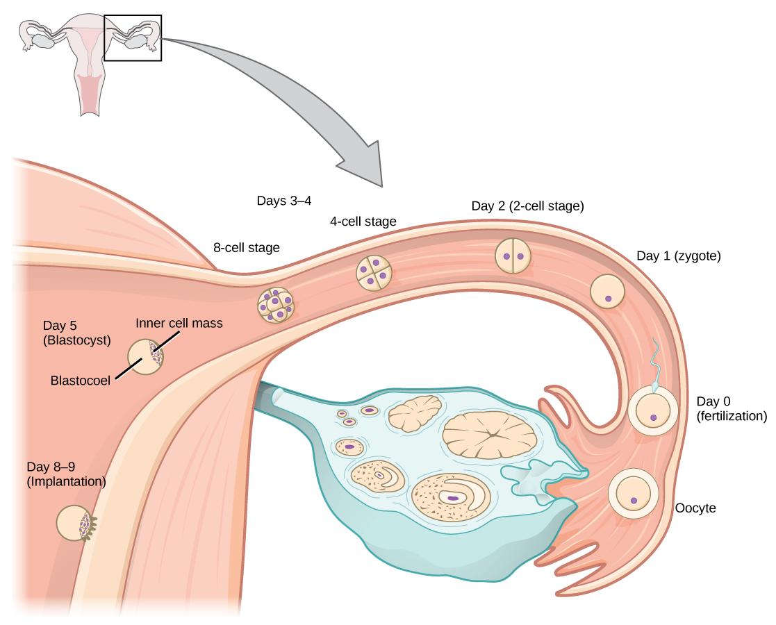 Upon ovulation, an oocyte is released from the ovary and enters the fallopian tubule. Fertilization by a sperm occurs at day zero, resulting in a single-celled zygote. Around day two, the zygote undergoes cell division. More cell divisions occur on the third and fourth day, resulting in four-cell and eight-cell stages. By this time the cell mass has traveled to the end of the fallopian tube. Around day five the cell mass enters the uterus and differentiates into a blastocyst that is hollow inside, with an