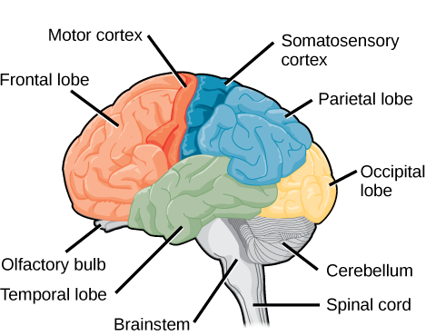 Sagittal, or side view of the human brain shows the different lobes of the cerebral cortex. The frontal lobe is at the front center of the brain. The parietal lobe is at the top back part of the brain. The occipital lobe is at the back of the brain, and the temporal lobe is at the bottom center of the brain. The motor cortex is the back of the frontal lobe, and the olfactory bulb is the bottom part. The somatosensory cortex is the front part of the parietal lobe. The brainstem is beneath the temporal lobe