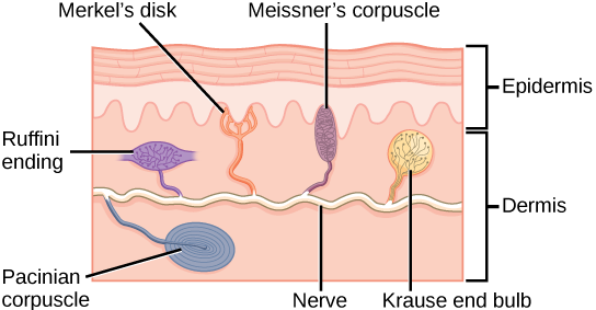 Illustration shows the location of various mechanoreceptors in a cross section of the epidermis and dermis. A nerve runs along the middle of the dermis, and all the mechanoreceptors are connected to it. Ruffini endings, Merkel’s disks, and Meissner’s corpuscles are all located in the upper dermis above the nerve. Ruffini endings are bulbous, horizontal mechanoreceptors located in the middle of the upper dermis. Meissner’s corpuscles are bulbous, vertical mechanoreceptors that touch the bottom of the
