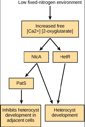 The image shows that low fixed nitrogen in the environment causes an increase in free calcium 2-plus and 2-oxyglutarate. The free calcium and 2-oxyglutarate stimulate expression of N t c A and H e t R. H e t R stimulates heterocyst development. N t c A stimulates heterocyst development, and also causes production of P a t S, which Inhibits heterocyst development in adjacent cells.