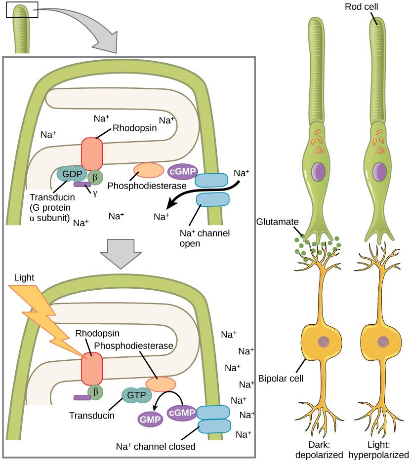 Illustration A shows the signal transduction pathway for rhodopsin, which is located in internal membranes at the top of rod cells. When light strikes rhodopsin, a G protein called transducing is activated. Transducin has three subunits, alpha, beta and gamma. Upon activation, GDP on the alpha subunit is replaced with GTP. The subunit dissociates, and binds phosphodiesterase. Phosphodiesterase, in turn, converts cGMP to GMP, which closes sodium ion channels. As a result, sodium can no longer enter the cel
