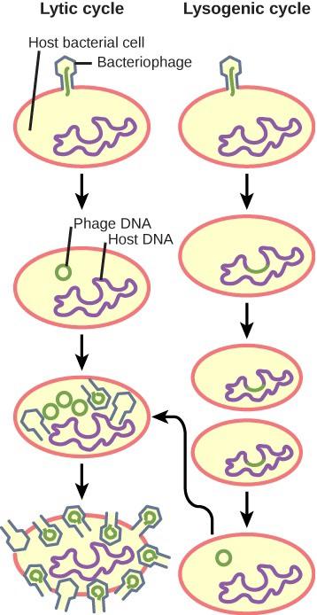 Diagram models the lytic and lysogenic reproductive cycles of viruses. The Lytic pathway goes in the downward direction on the left. It shows how the bacteriophage infects a cell and immediately replicates within the cell. The Lysogenic cycle pathway flows down on the right side and shows how the bacteriophage genome remains as a circular chromosome in the host until it enters a lytic cycle.