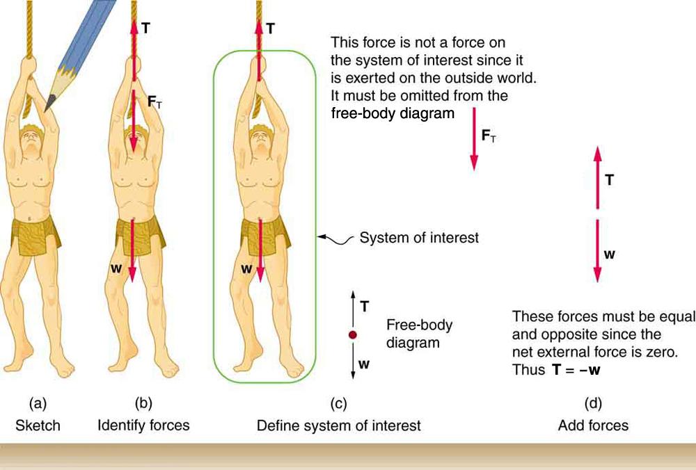 (a) A sketch is shown of a man hanging from a vine. (b) The forces acting on the person, shown by vector arrows, are tension T, pointing upward at the hand of the man, F sub T, from the same point but in a downward direction, and weight W, acting downward from his stomach. (c) In figure (c) we define only the man as the system of interest. Tension T is acting upward from his hand. The weight W acts in a downward direction. In a free-body diagram W is shown by an arrow acting downward and T is shown by an 