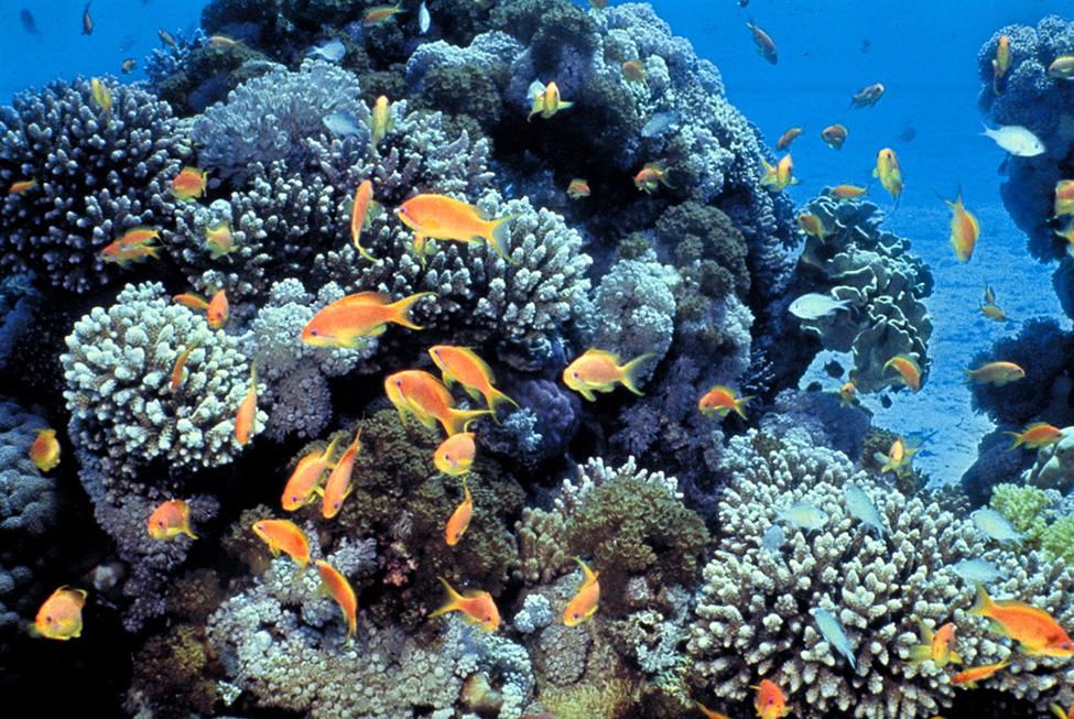 The figure is a photograph of small, colorful fish swimming around a coral reef.