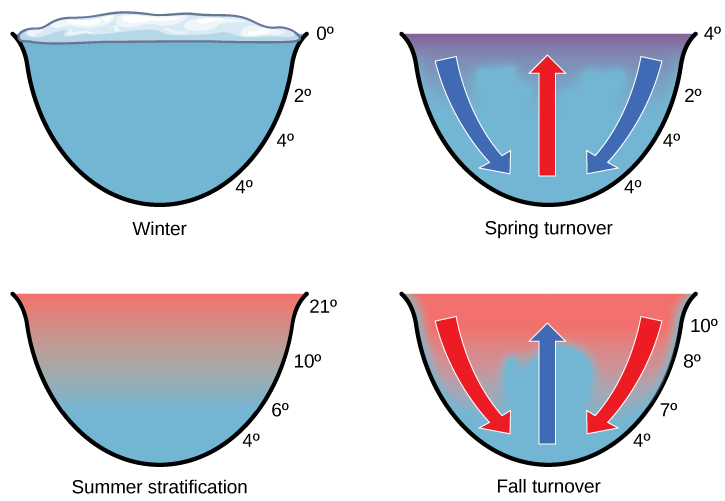 The illustration shows a cross-section of a lake in four different seasons. In winter, the surface of the lake is frozen with a temperature of 0°C. The temperature at the bottom of the lake is 4°C, and the temperature just beneath the surface is 2°C. During the spring turnover, the surface ice melts and warms to 4°C. At this temperature, the surface water is denser than the 2°C water beneath; therefore, it sinks. In summertime, the surface of the lake is 21°C, and the temperature decreases with dept