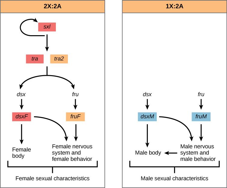 The figure shows two processes, labeled female sexual characteristics and male sexual characteristics. The top of the female process is labelled 2X:2A. The process starts with an oval labelled S x l. There is an arrow pointing from S x l back to itself. A downward arrow from S X L points to two ovals, one labelled T r a and the other labelled T R A 2. From these two ovals, one downward arrow splits into two arrows.  The right arrow progresses to f r u, which progresses to an oval labelled F r u F, The lef