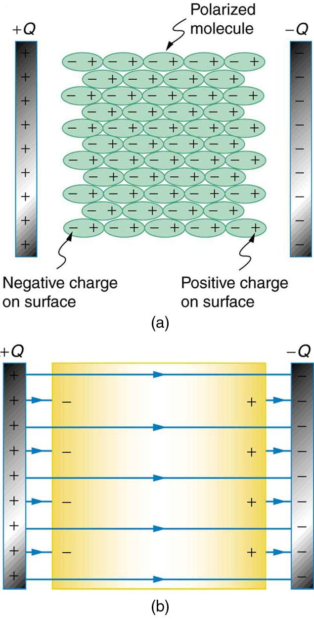(a) A dielectric is between the two plates of a parallel plate capacitor. A diagram shows the molecules that make up the dielectric. The molecules are polarized by the charged plates. The positive ends of the molecules are attracted toward the negatively charged plate of the capacitor and hence are oriented toward the right. The negative ends of the molecules are attracted toward the positively charged plate of the capacitor and hence are oriented toward the left. (b) There is a dielectric material betwee