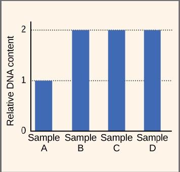 The bar graph shows the relative D N A content in four different samples, A, B, C, and D. Twice as much D N A is present in Samples B, C, and D as in Sample A.