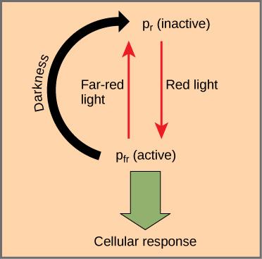 Diagram shows the active (Pr) and inactive (Pfr) forms of phytochrome. An arrow indicates that red light converts the inactive form to the active form. Far-red light or darkness converts the active form back to the inactive form. When phytochrome is active, a cellular response occurs.