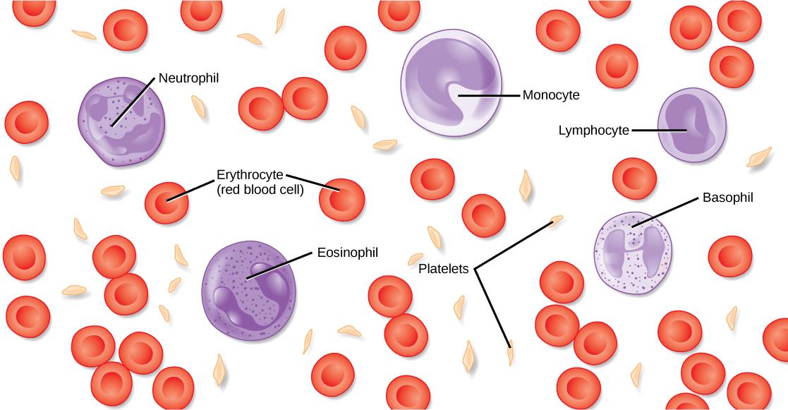 Illustration shows different types of blood cells and cellular components. Red blood cells are disc-shaped and puckered in the middle. Platelets are long and thin, and about half the length red blood cells. Neutrophils, monocytes, lymphocytes, eosinophils, and basophils are about twice the diameter of red blood cells and spherical. Monocytes and eosinophils have U-shaped nuclei. Eosinophils contain granules, but monocytes do not. Basophils and neutrophils both have irregularly shaped, multi-lobed nuclei a