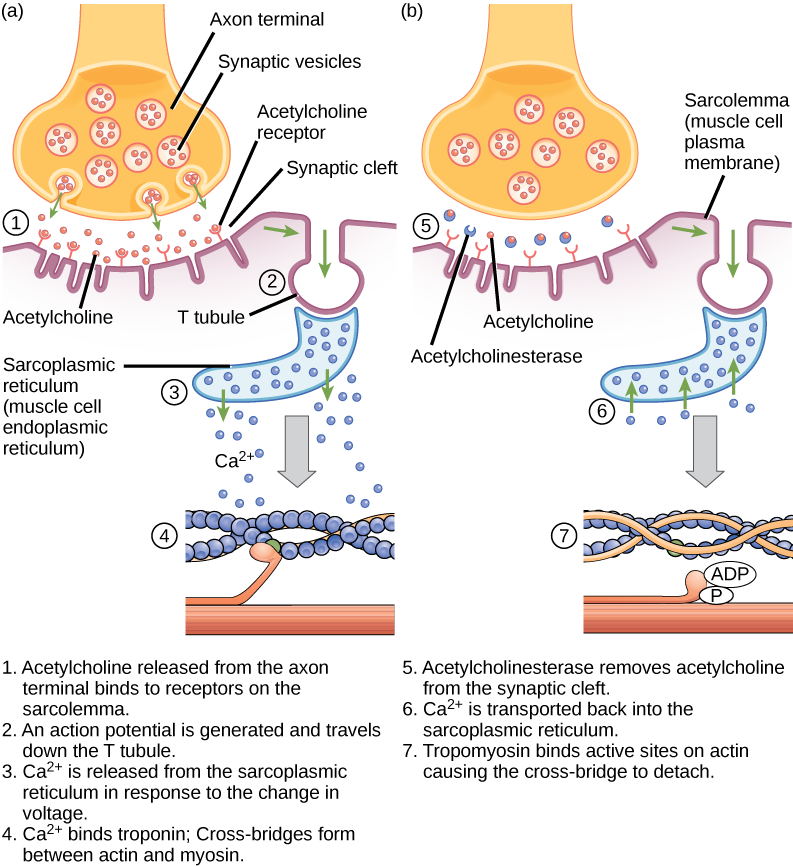 There are four steps in the start of a muscle contraction. Step 1: Acetylcholine released from synaptic vesicles in the axon terminal binds to receptors on the muscle cell plasma membrane. Step 2: An action potential is initiated that travels down the T tubule. Step 3: Calcium ions are released from the sarcoplasmic reticulum in response to the change in voltage. Step 4: Calcium ions bind to troponin, exposing active sites on actin. Cross-bridge formation occurs and muscles contract. Three additional step
