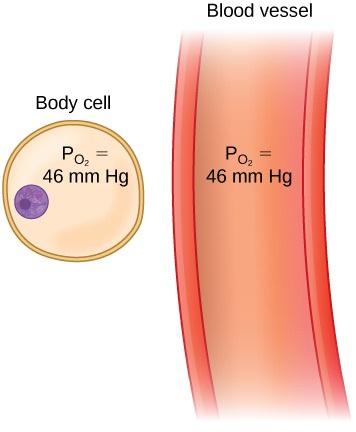 This figure shows that the partial pressure of oxygen in a blood vessel and a body cell is the same, 46 millimeters of mercury.