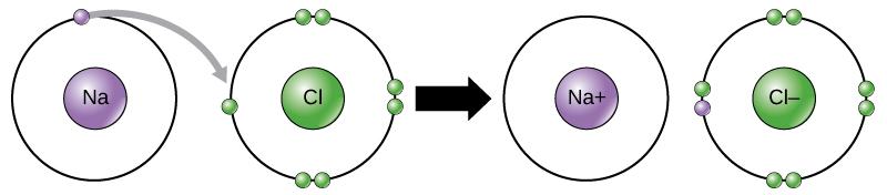A sodium and a chlorine atom sit side by side. The sodium atom has one valence electron, and the chlorine atom has seven. Six of chlorine’s electrons form pairs at the top, bottom and right sides of the valence shell. The seventh electron sits alone on the left side. The sodium atom transfers its valence electron to chlorine’s valence shell, where it pairs with the unpaired left electron. An arrow indicates a reaction takes place. After the reaction takes place, the sodium becomes a cation with a char
