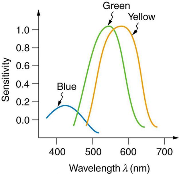 A line graph of sensitivity on y axis and wavelength on x axis is shown. The graph depicts three skewed curves, representing three types of cones and each type is sensitive to different ranges of wavelengths. The range of wavelength is between three hundred and fifty to seven hundred nanometers. For blue range, the curve peaks at four hundred and twenty nanometers and sensitivity is zero point two. For green range, the curve peaks at five hundred and twenty nanometers and the sensitivity is shown to be on