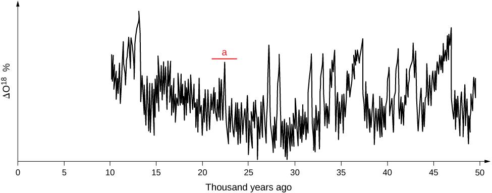 The graph shows that the percentage of the oxygen-eighteen isotope fluctuated up and down between 10 and 50 thousand years ago, indicating that the temperature fluctuated as well. Spikes occurring at 12, 13, 14, 24, 26, 28, 32, 33, 34, 37, 41, 42, 44, 47, and 49 thousand years ago indicate that the temperature was highest in these years. The extinction of the bear occurred between 21 and 24 thousand years ago, corresponding approximately with the spike at 24 thousand years.