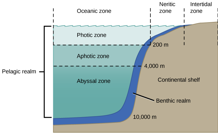 The illustration divides the ocean into different zones based on depth. The top layer, called the photic zone, extends from the surface to 200 m. The aphotic zone extends from 200 to 4,000 m. They abyssal zone extends from 4,000 m to the ocean bottom. The ocean is also divided into zones based on distance from the shore. The intertidal zone extends from high to low tide. The neritic zone extends from the intertidal zone to the point at which ocean depth is about 200 m. At about this depth, the continental