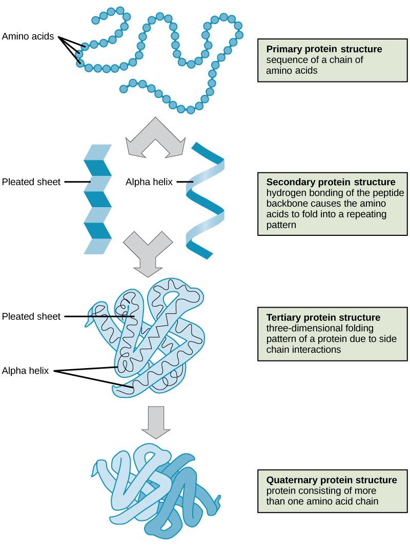 Shown are the four levels of protein structure. The primary structure is the amino acid sequence. Secondary structure is a regular folding pattern due to hydrogen bonding. Two types of secondary structure are shown: a beta pleated sheet, which is flat with regular ripples, and an alpha helix, which coils like a spring. Tertiary structure is the three-dimensional folding pattern of the protein due to interactions between amino acid side chains. Quaternary structure is the interaction of two or more polypep