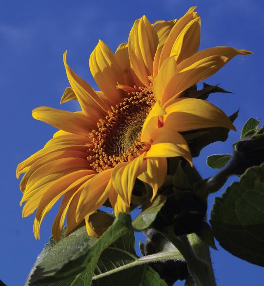 Photograph of a bright orange-yellow sunflower with a broad face and green leaves against a blue sky.