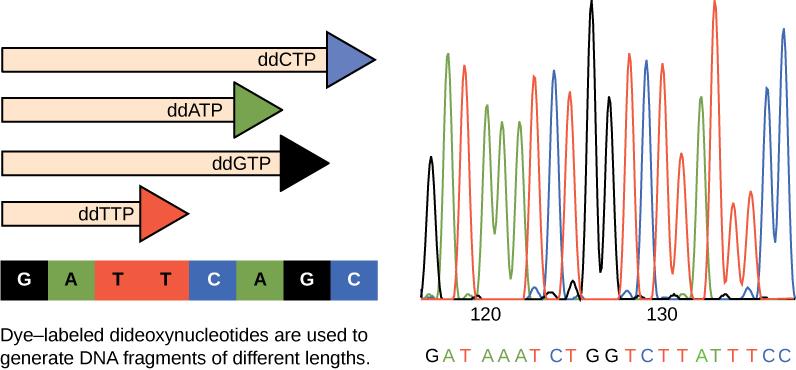 The left part of this illustration shows a parent strand of DNA with the sequence GATTCAGC, and four daughter strands, each of which was made in the presence of a different dideoxynucleotide: ddATP, ddCTP, ddGTP, or ddTTP. The growing chain terminates when a ddNTP is incorporated, resulting in daughter strands of different lengths. The right part of this image shows the separation of the DNA fragments on the basis of size. Each ddNTP is fluorescently labeled with a different color so that the sequence can