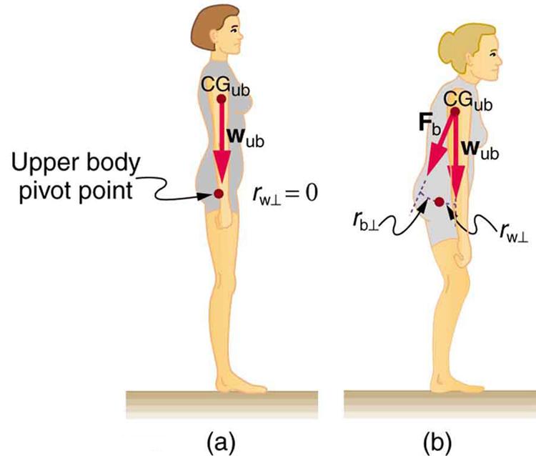In part a of the figure, a side view of a girl standing on a surface is shown. The weight of the girl is acting vertically downward and is in the line with her hips. A point above her legs is marked as the pivot point. The weight vector is in the direction of the pivot. In part b, a side view of a girl standing on a surface is shown. The girl is bending slightly toward her front. The weight of her upper body is acting downward and the line of action of weight is not passing through the upper body pivot po