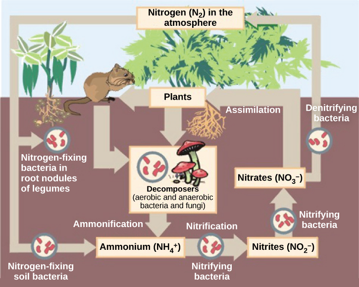 This illustration shows the role of bacteria in the nitrogen cycle. Nitrogen-fixing bacteria in root nodules of legumes convert nitrogen gas, or N2, into organic nitrogen found in plants. Nitrogen-fixing soil bacteria produce ammonium ion, or NH4+. Decomposers, including bacteria and fungi, decompose organic matter, also releasing NH4+. Nitrification is the process by which nitrifying bacteria produce nitrites (NO2-) and nitrates (NO3-). Nitrates are assimilated by plants, then animals, then decomposers. 