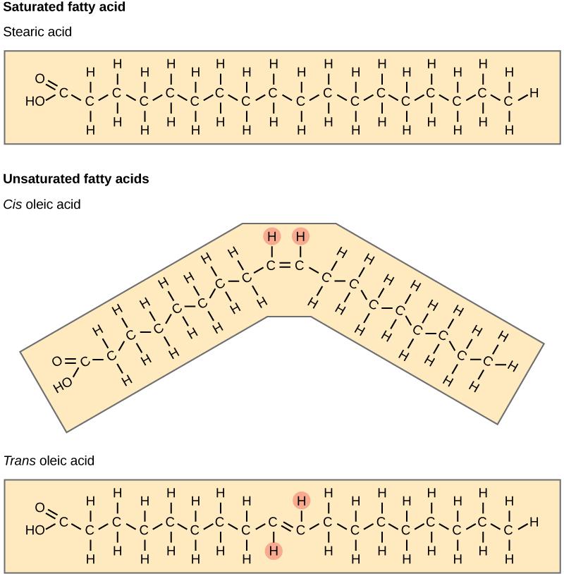 A comparison of saturated and unsaturated fatty acids is shown. Stearic acid, a saturated fatty acid, has a hydrocarbon chain seventeen residues long attached to an acetyl group. Oleic acid also has a seventeen-residue hydrocarbon chain, but a double bond exists between the eighth and ninth carbon in the chain. In cis oleic acid, the hydrogens are on the same side of the double bond. In trans oleic acid, they are on opposite sides.