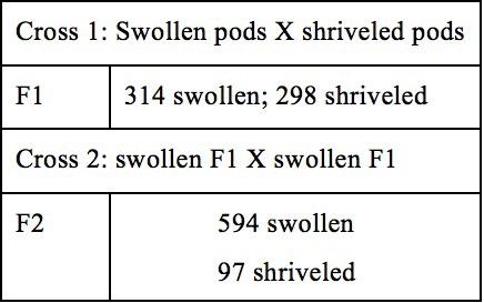 A cross is made between plants with swollen pods and plants with shriveled pods. In the F 1 generation, 314 plants have swollen pods and 298 have shriveled pods. Next, a cross is made between plants with swollen pods from the F 1 generation. In the F 2 generation from this cross, 594 plants have swollen pods and 97 have shriveled pods.