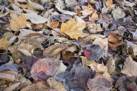 Decomposing leaves