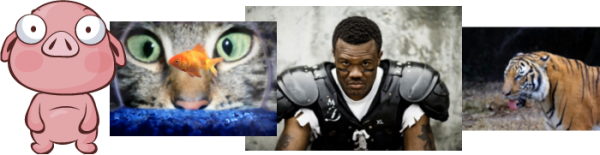 Collage of images: cartoon pig staring straight ahead, cat staring at a fish in a bowl, football player staring straight ahead, tiger staring off to the left