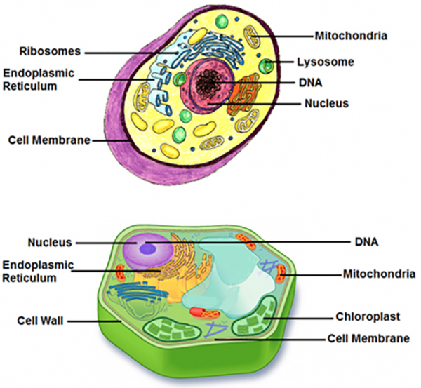 Eukaryotic%20Cells%20copy