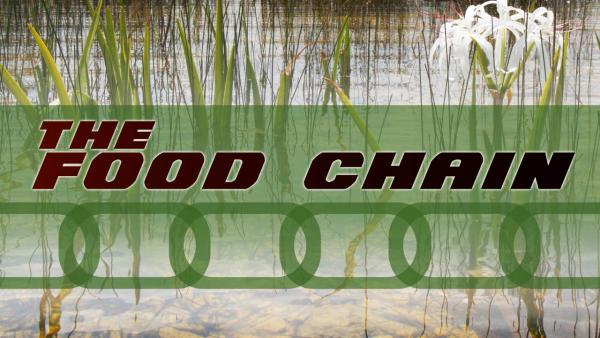 Richard%20Kern%20food%20chain