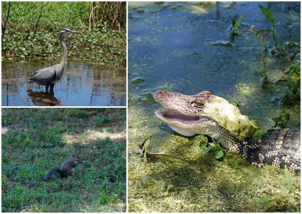 Alligator, heron, squirrel