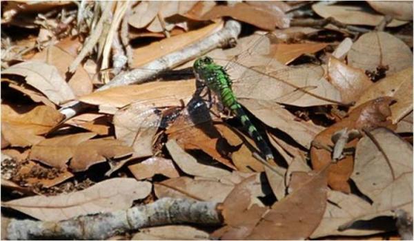 dragonfly on leaves