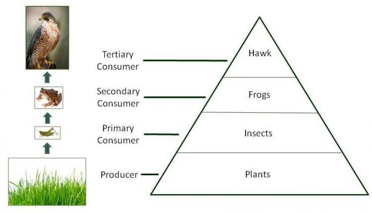 7.5CFoodChaiPyramidEdit