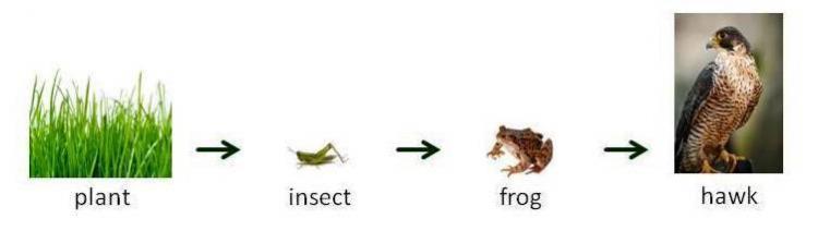Food%20chain%20%20%20slide%20crop%20crop