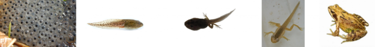 Frog%20Life%20Cycle