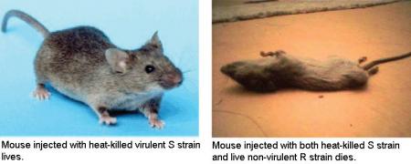 Two side by side photos are shown. The left photo is of a live gray mouse. The caption under this photo reads Mouse injected with heat-killed virulent S strain lives. The right photo is of a dead gray mouse of the same species as the one in the first photo. The dead mouse appears stiff and is lying on its back with its legs in the air. The caption under this photo reads Mouse injected with both heat-killed S strain and live nonvirulent R strain dies.