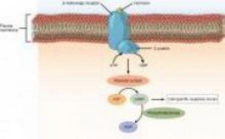 Diagram of a hormone binding to a receptor embedded in the cell membrane. The receptor does not enter the cell, but communicates with other messengers associated with the receptor on the inside of the cell.