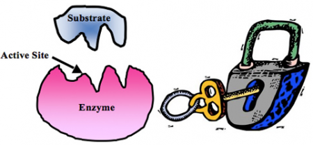 Enzyme%20and%20substrate