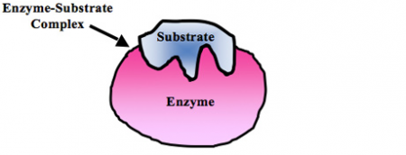 Enzyme%20substrate%201