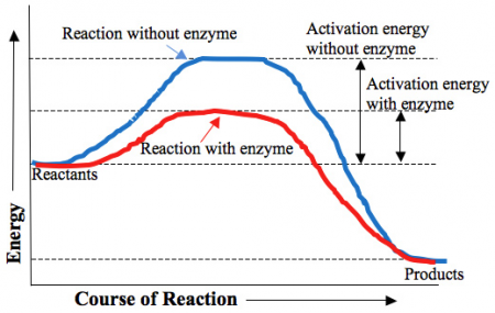 Enzymes