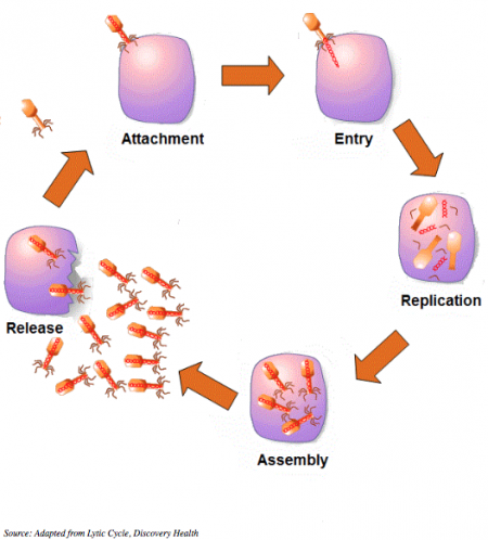 Lytic%20Cycle%20Diagram