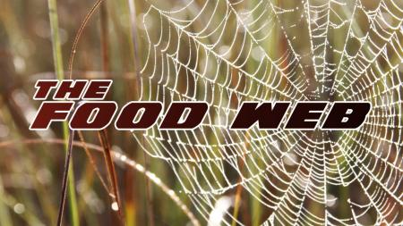 Richard%20Kern%20Food%20Web.Still006