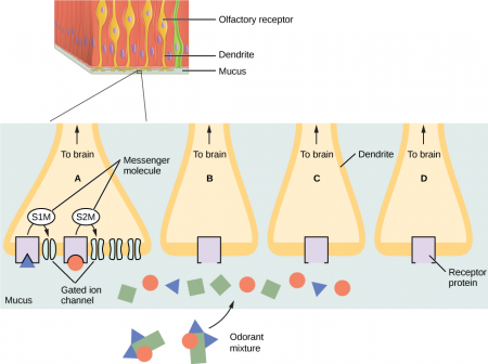 The image shows the tissue lining the nasal cavity. Olfactory receptor cells are embedded in the tissue. Each olfactory cell has a dendrite extending from the body of the cell into the mucous lining the nasal cavity. Several terminal branches at the end of one dendrite are blown up. Olfactory receptor molecules are embedded in the cell membrane, where they extend into the mucous. A mixture of odorant molecules is present in the mucous, each represented by a different shape. Each olfactory receptor protein