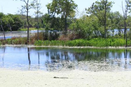 alligator in a swamp