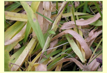 Click the picture to find the living organisms.